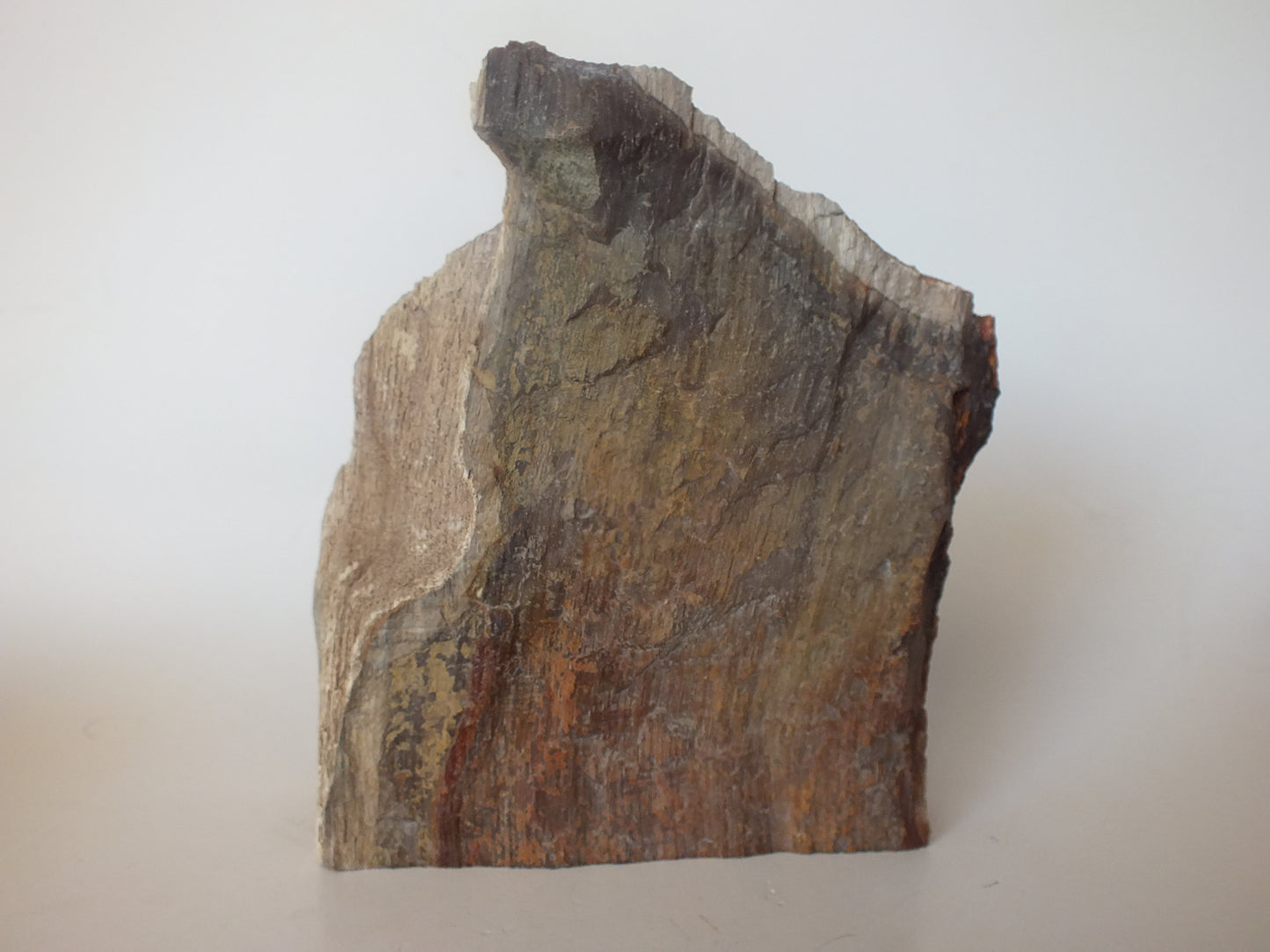 2Lbs Polished Petrified Wood