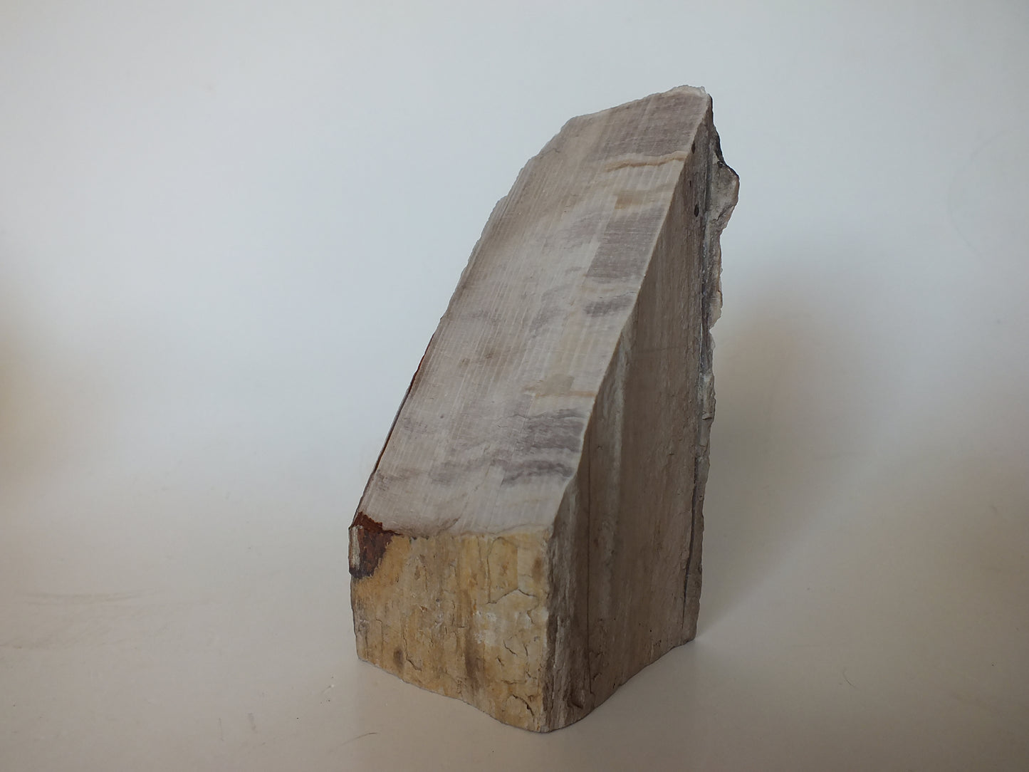 371g Polished Petrified Wood