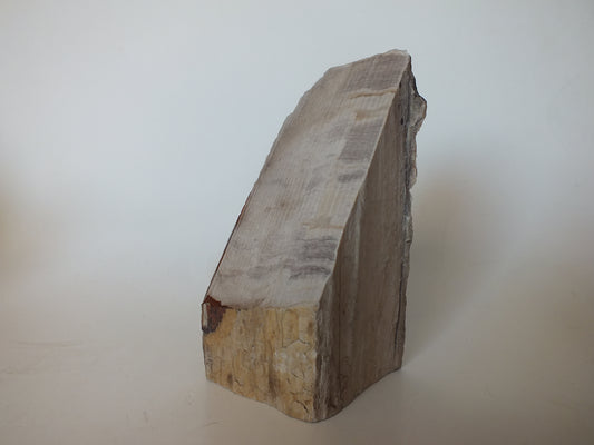 371g Polished Petrified Wood