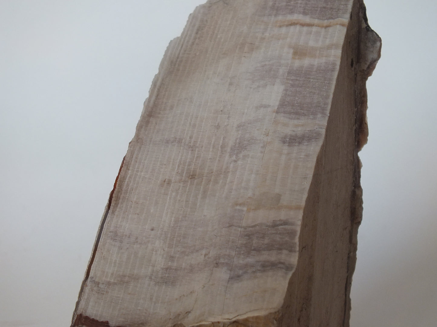 371g Polished Petrified Wood