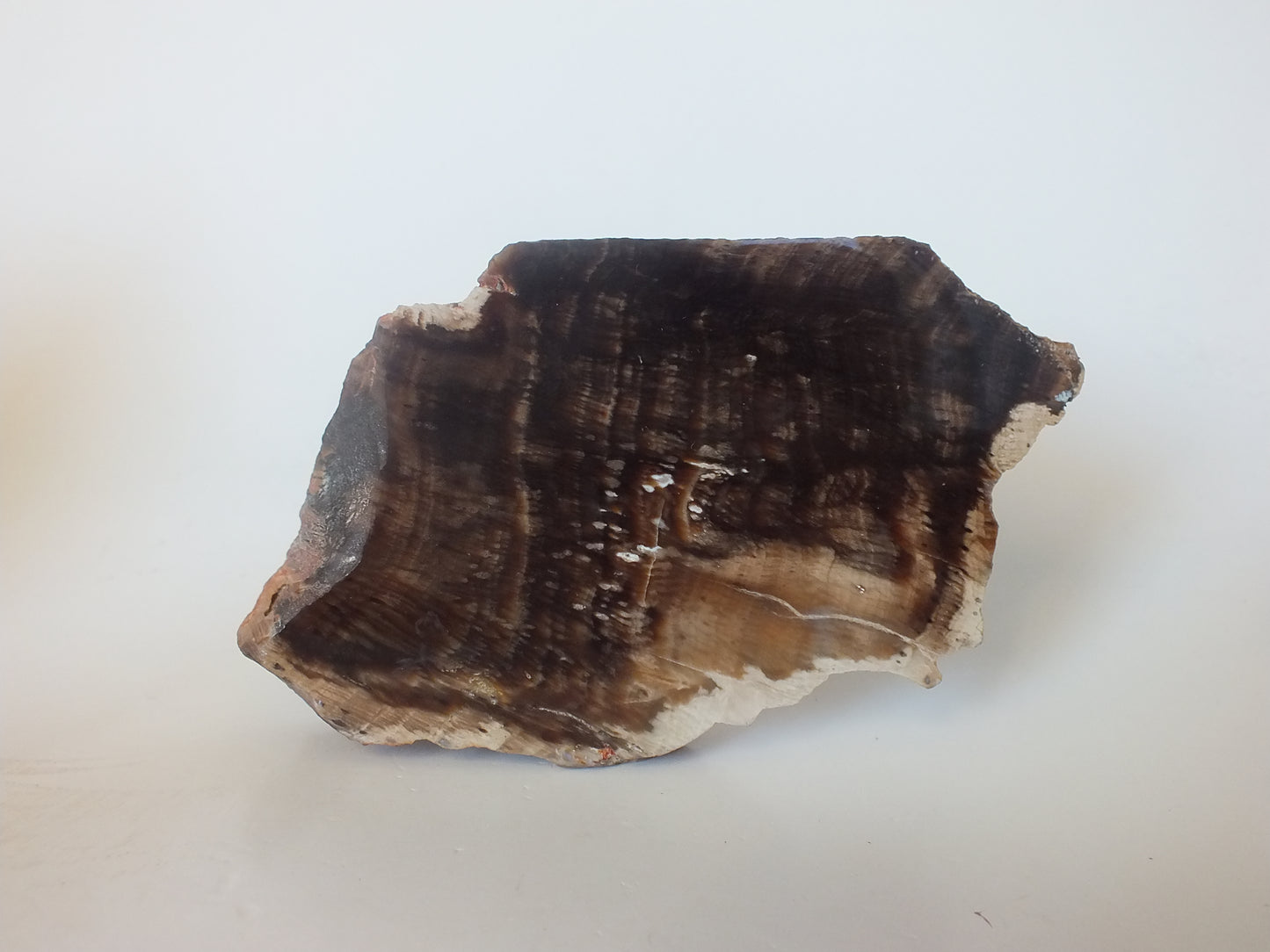 191g Polished Petrified Wood