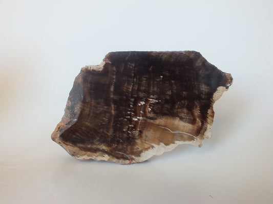 191g Polished Petrified Wood