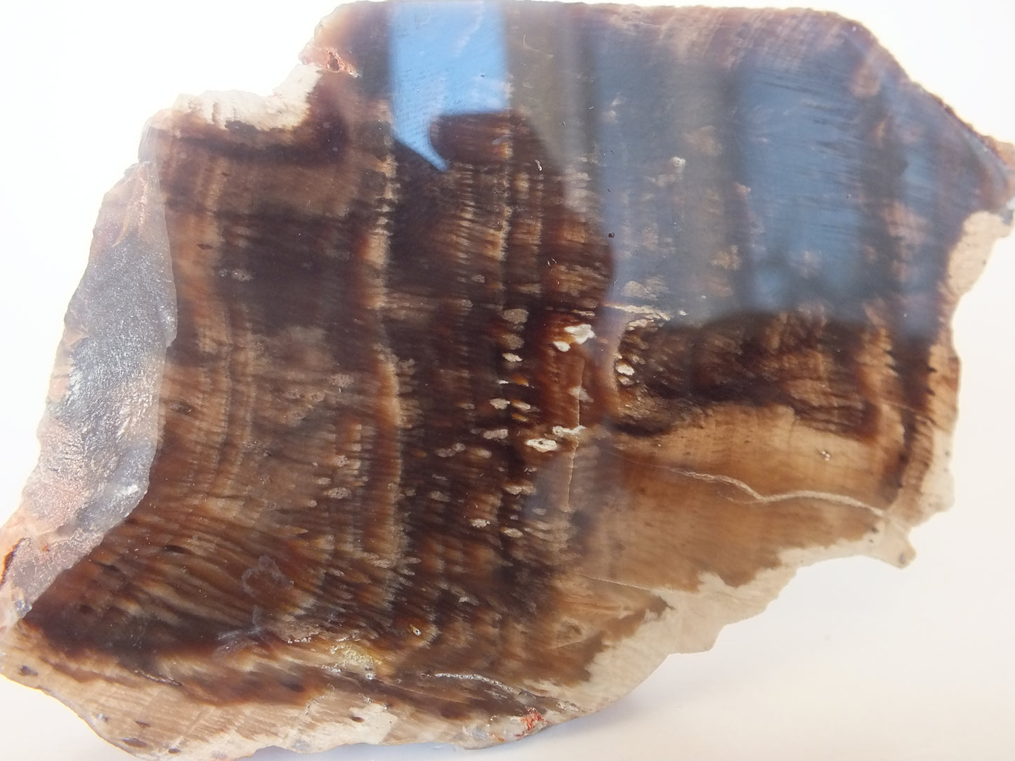 191g Polished Petrified Wood