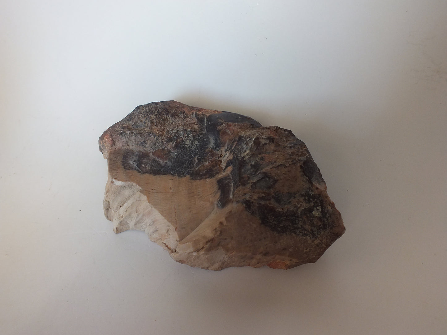 191g Polished Petrified Wood