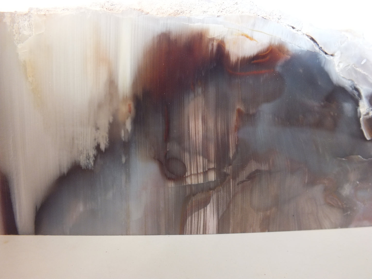 1.01Lbs Polished Petrified Wood