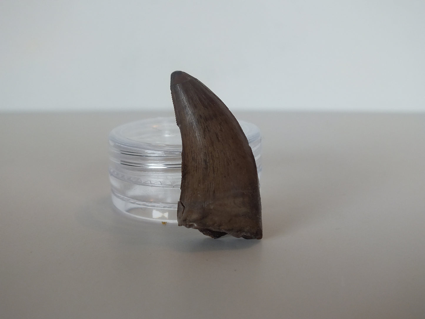1.24" Tyrannosaurus Tooth (Judith River)