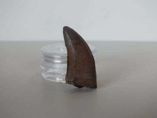 1.24" Tyrannosaurus Tooth (Judith River)