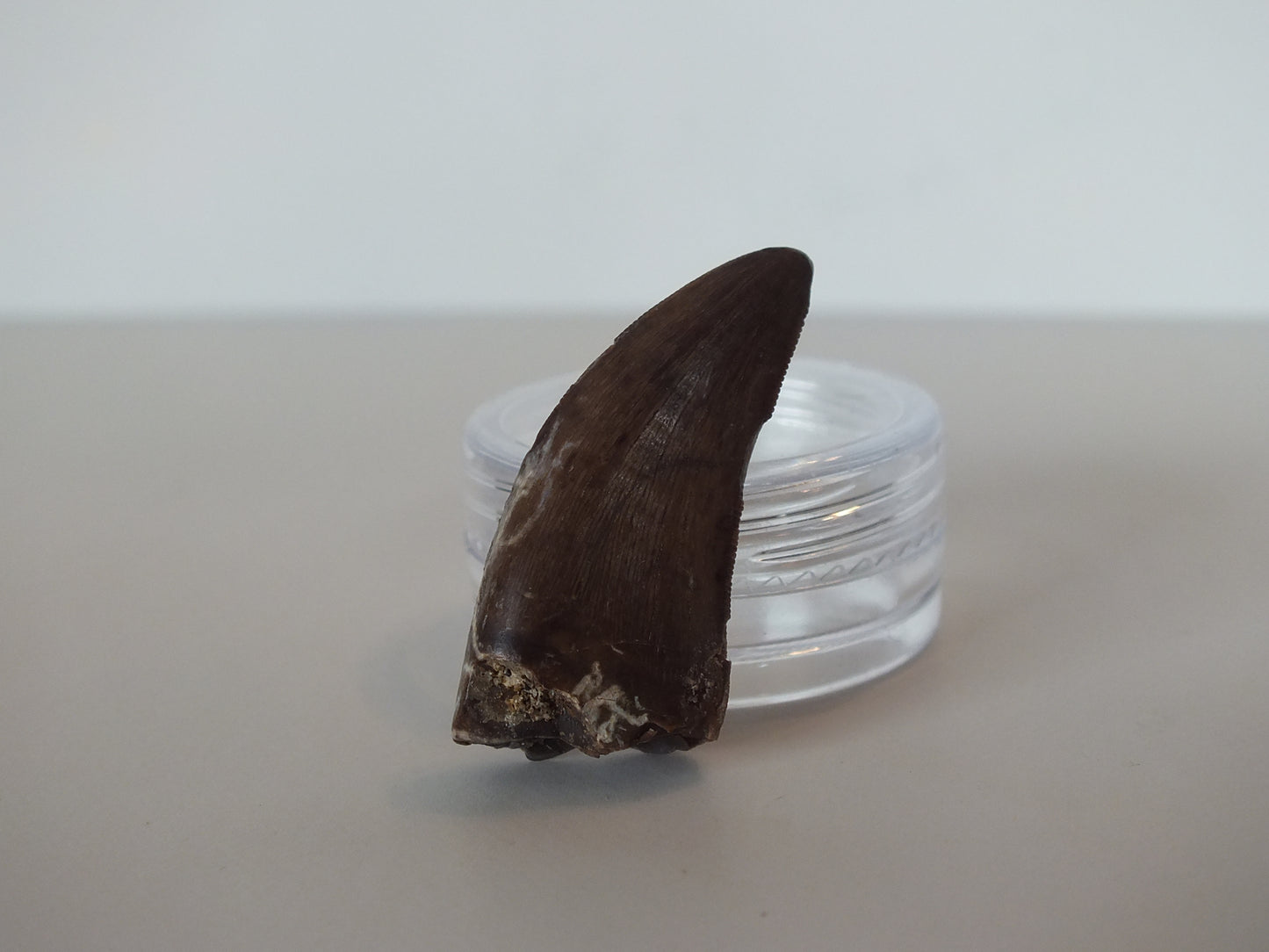 1.24" Tyrannosaurus Tooth (Judith River)