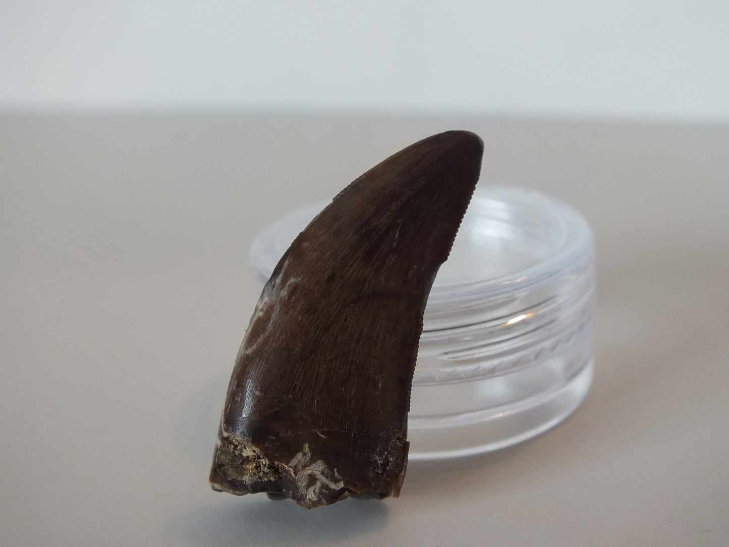 1.24" Tyrannosaurus Tooth (Judith River)