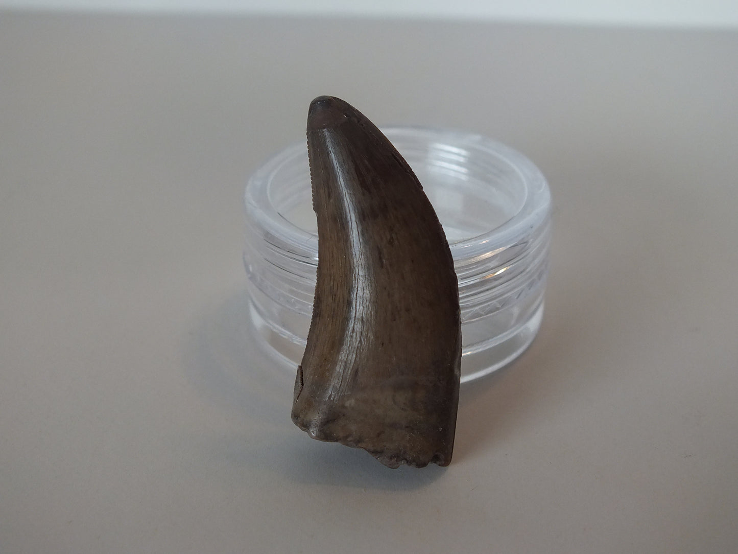 1.24" Tyrannosaurus Tooth (Judith River)