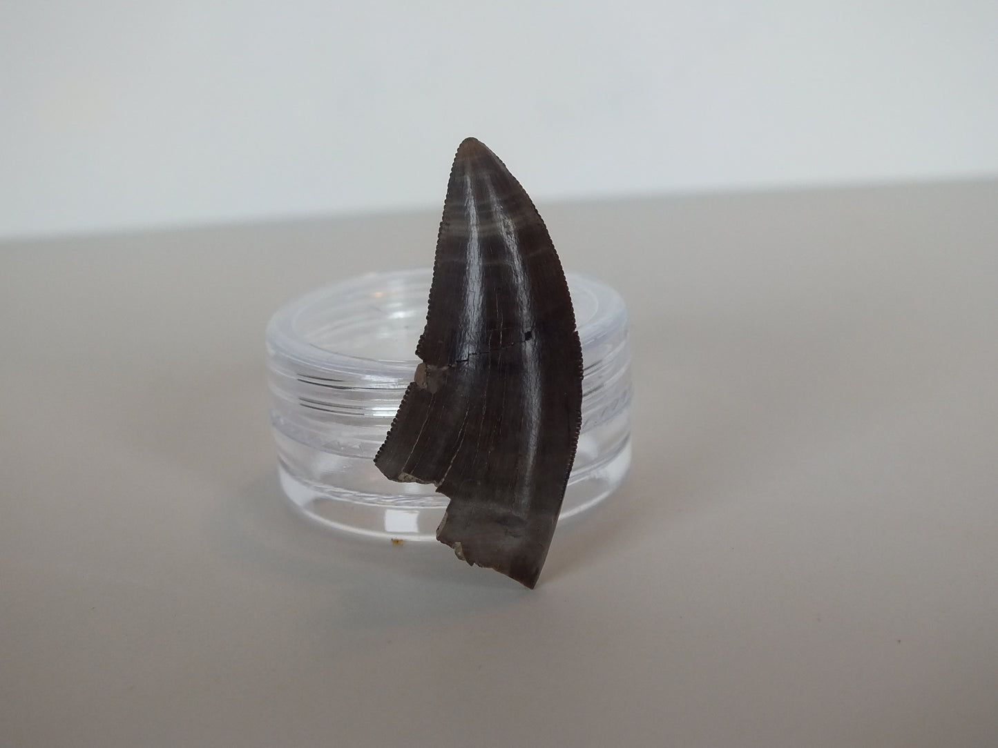 1.26" Tyrannosaurus Tooth (Judith River)