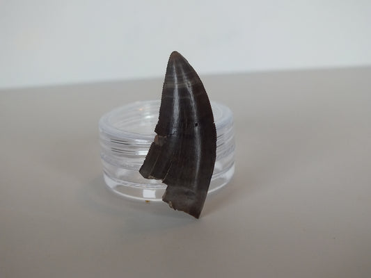 1.26" Tyrannosaurus Tooth (Judith River)
