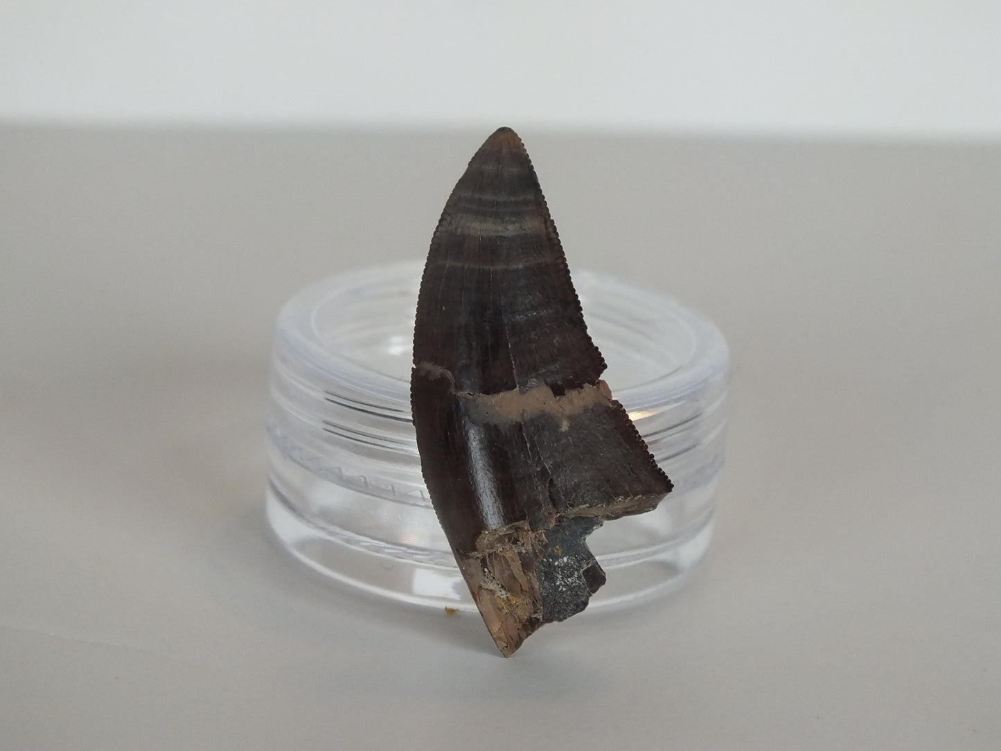 1.26" Tyrannosaurus Tooth (Judith River)