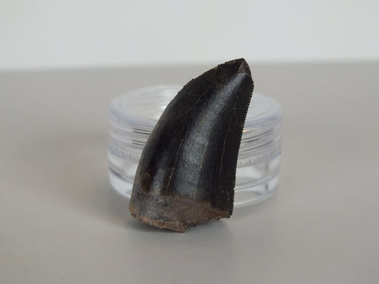 1.18"Tyrannosaurus Tooth (Judith River)