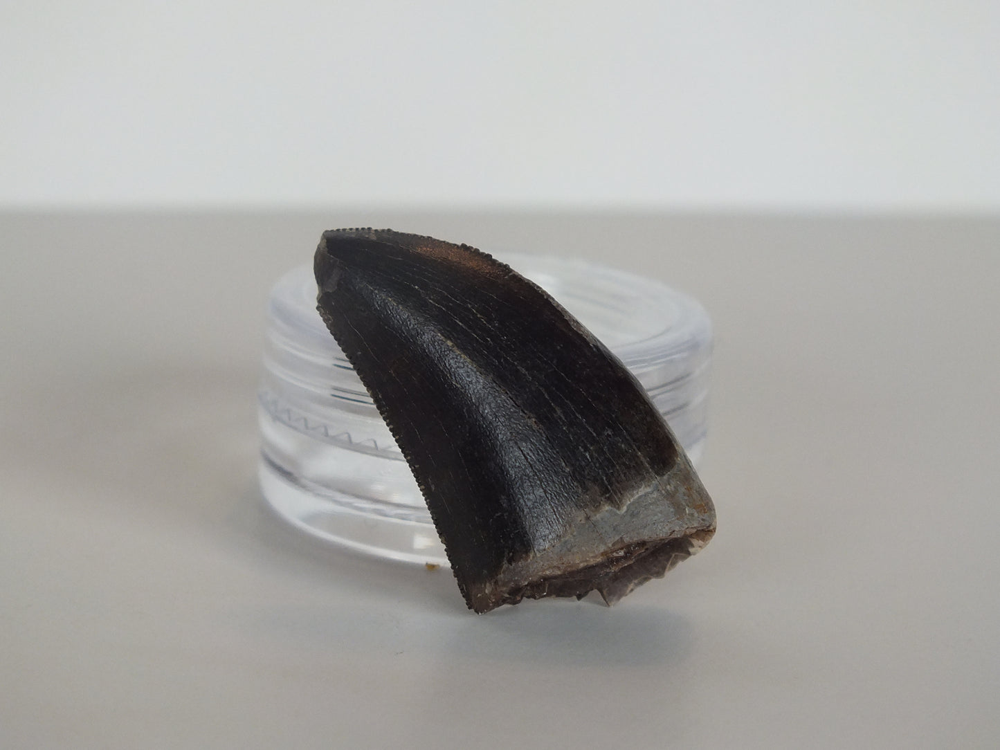 1.18"Tyrannosaurus Tooth (Judith River)