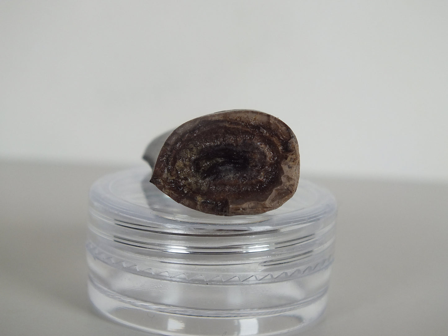 1.18"Tyrannosaurus Tooth (Judith River)