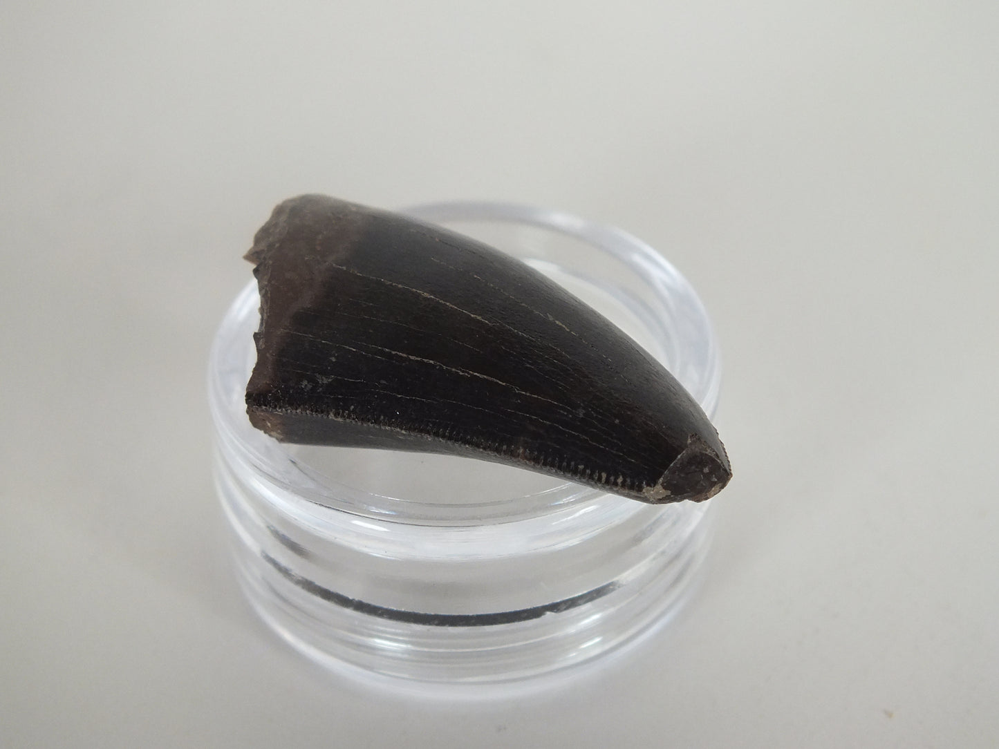 1.18"Tyrannosaurus Tooth (Judith River)
