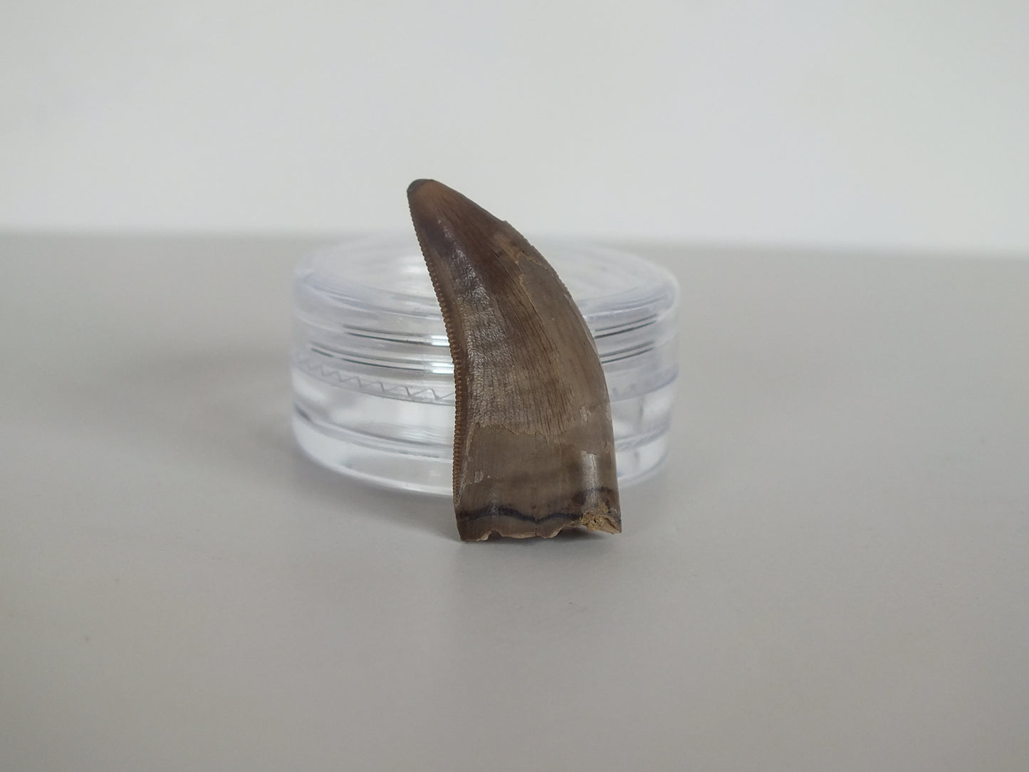 1.12" Tyrannosaurus Tooth (Judith River)