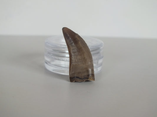 1.12" Tyrannosaurus Tooth (Judith River)