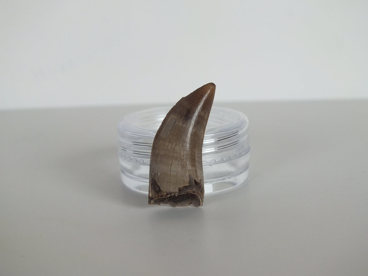 1.12" Tyrannosaurus Tooth (Judith River)