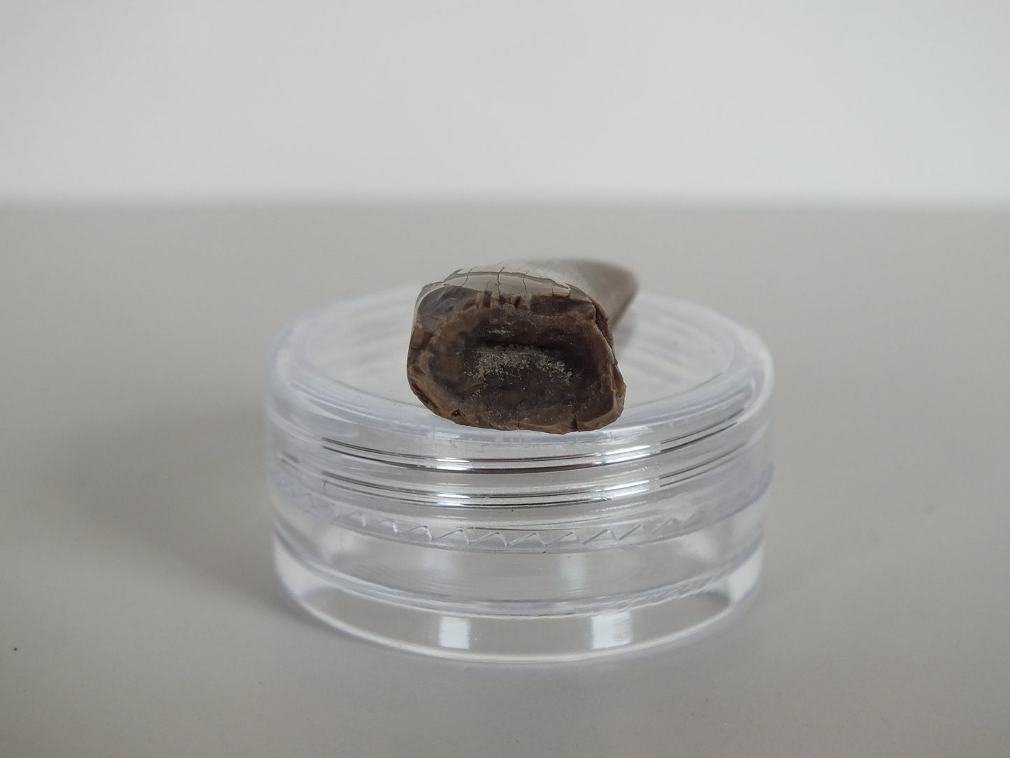 1.12" Tyrannosaurus Tooth (Judith River)