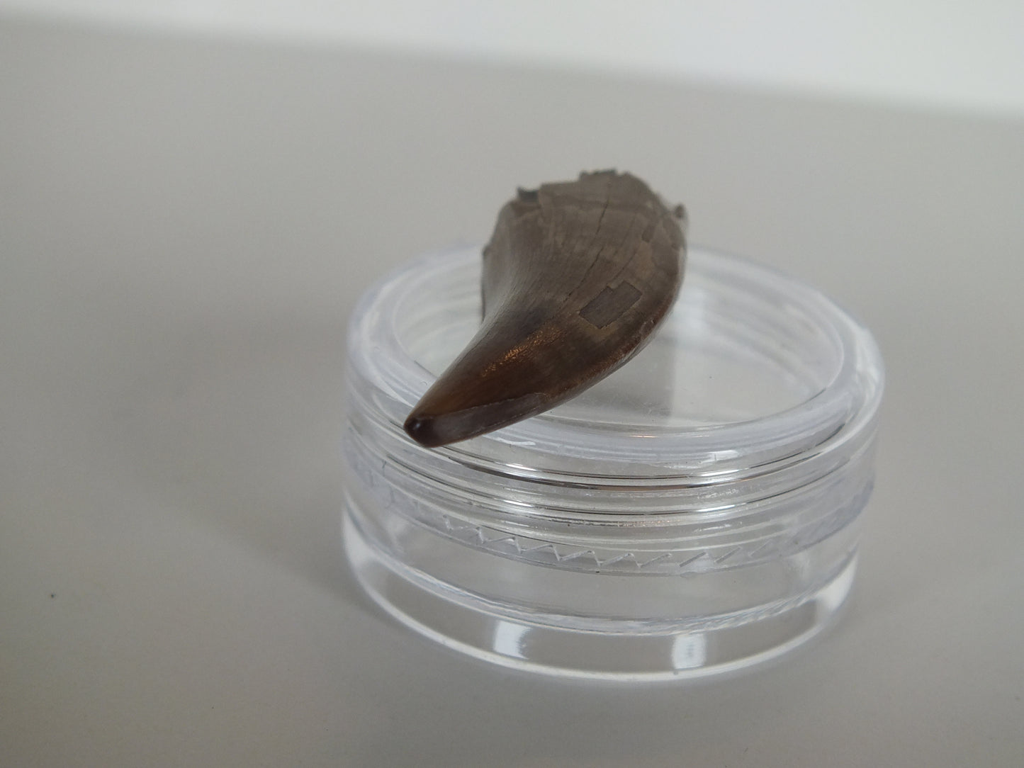 1.12" Tyrannosaurus Tooth (Judith River)