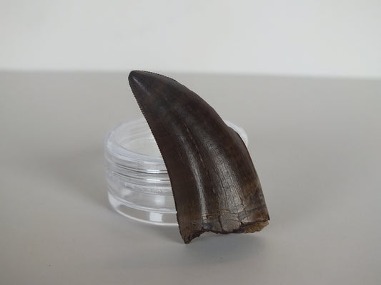 1.54" Tyrannosaurus Tooth (Judith River)