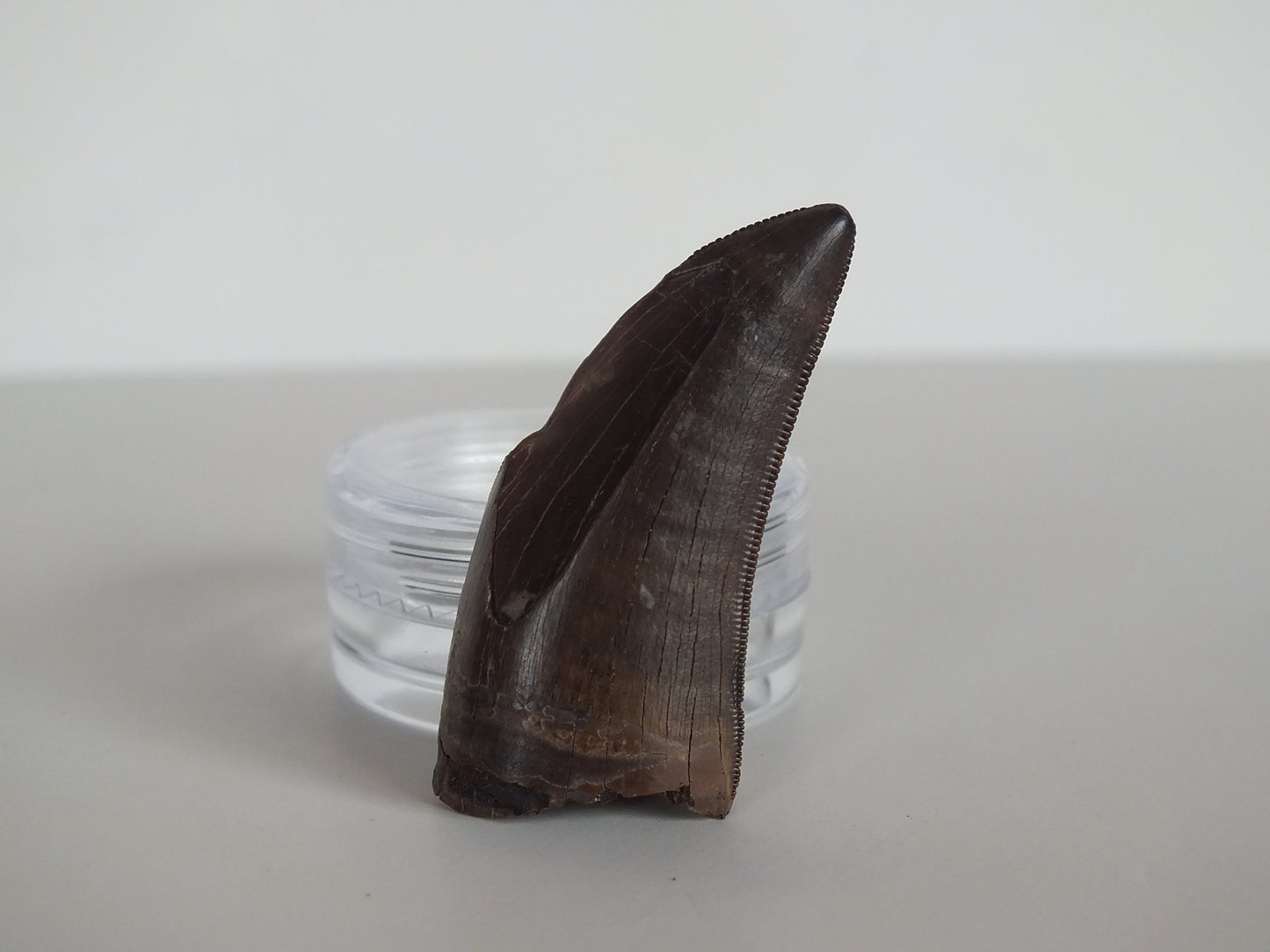 1.54" Tyrannosaurus Tooth (Judith River)