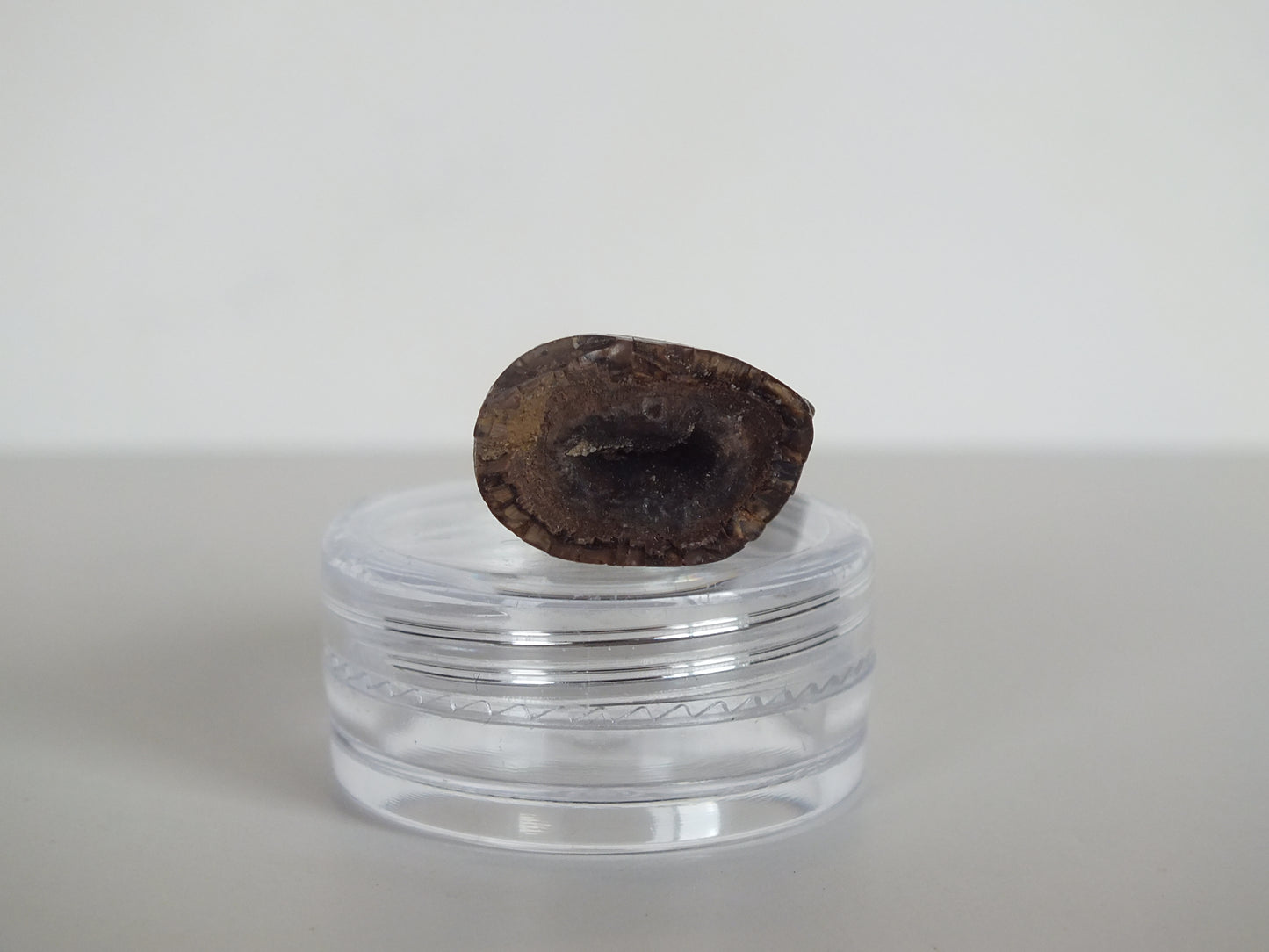 1.54" Tyrannosaurus Tooth (Judith River)