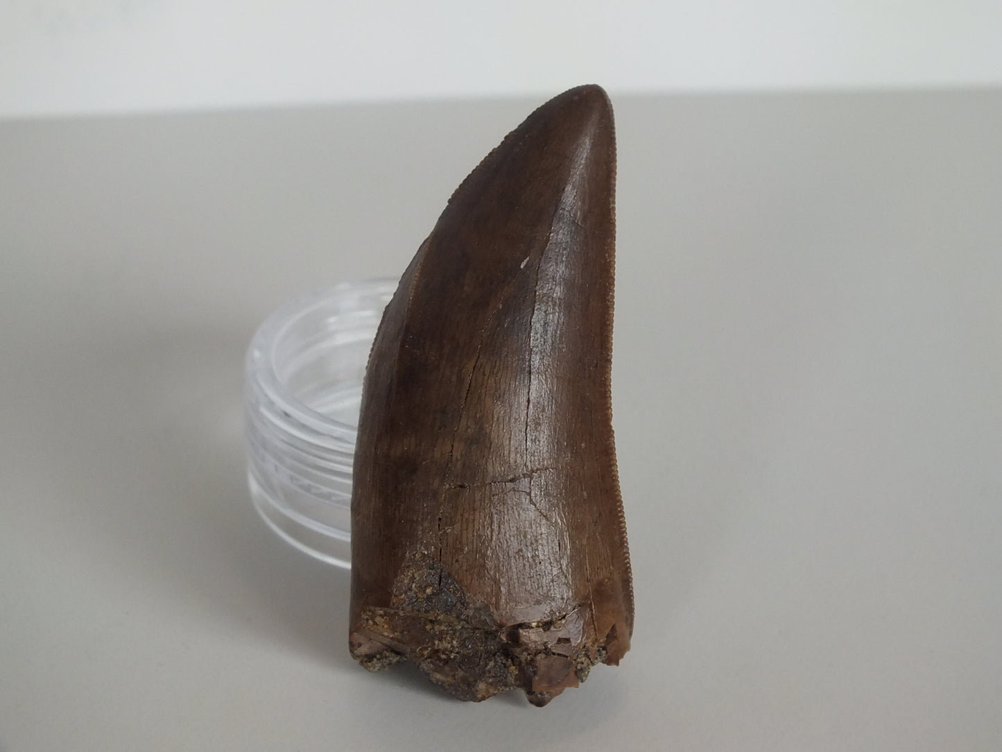 2.01" Rare Y-Serrated Tyrannosaurus Tooth (Judith River)