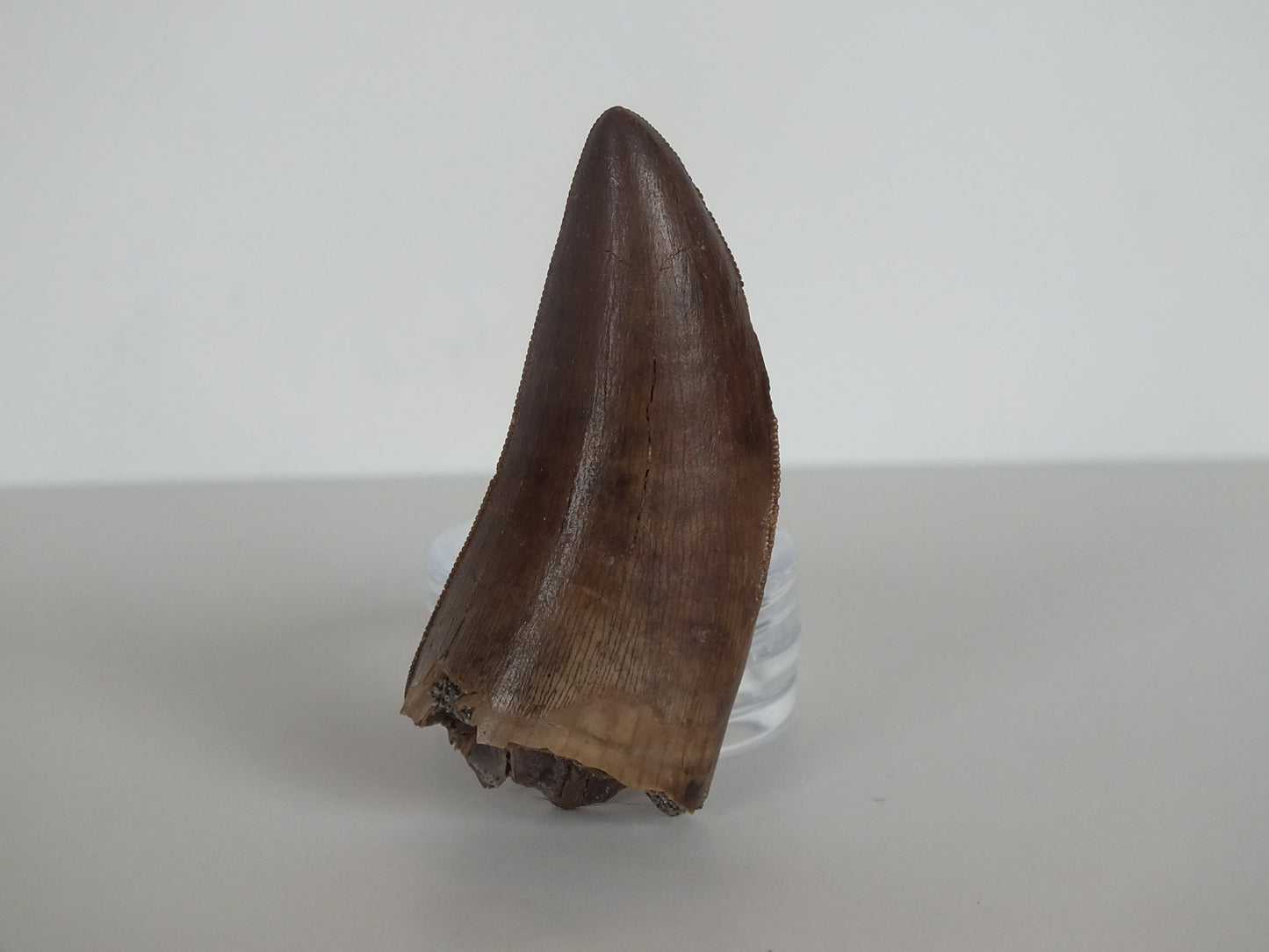 2.01" Rare Y-Serrated Tyrannosaurus Tooth (Judith River)