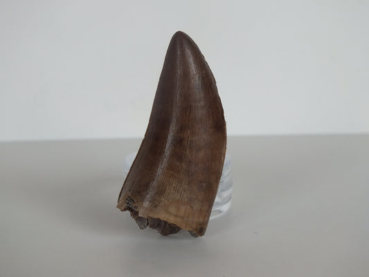 2.01" Rare Y-Serrated Tyrannosaurus Tooth (Judith River)