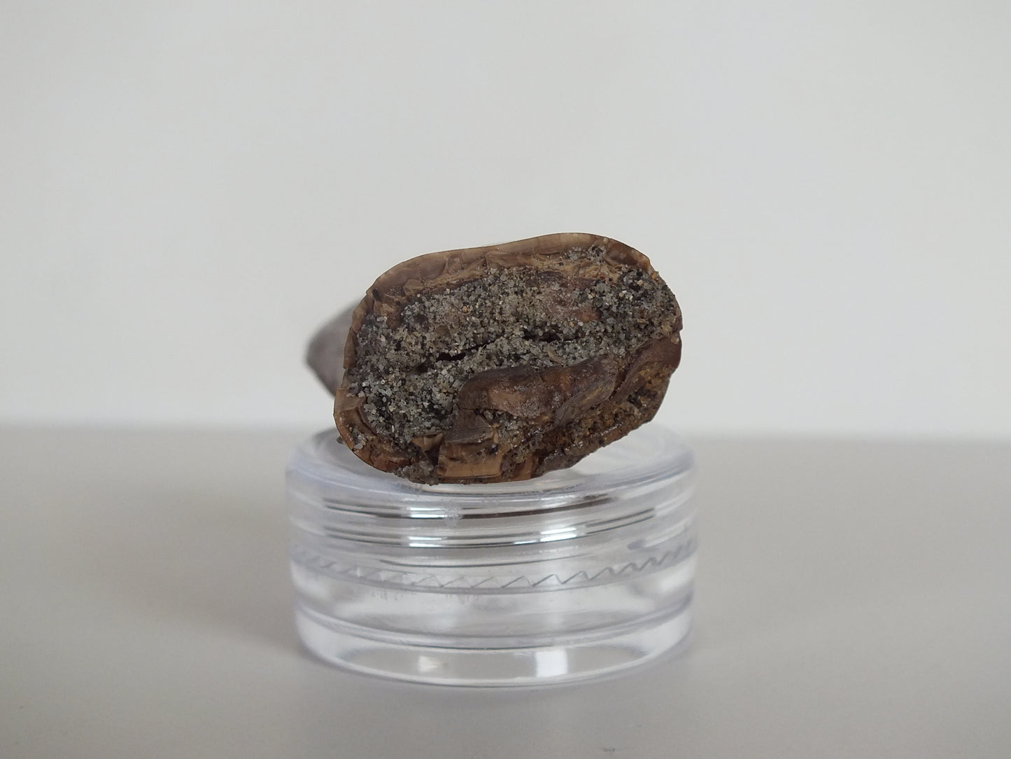 2.01" Rare Y-Serrated Tyrannosaurus Tooth (Judith River)