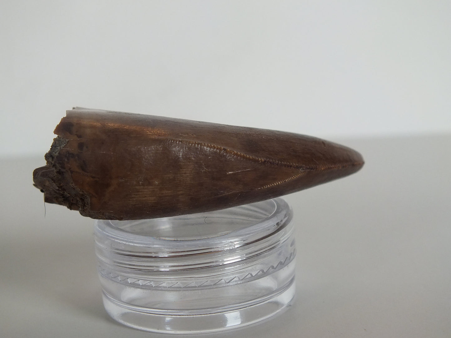 2.01" Rare Y-Serrated Tyrannosaurus Tooth (Judith River)
