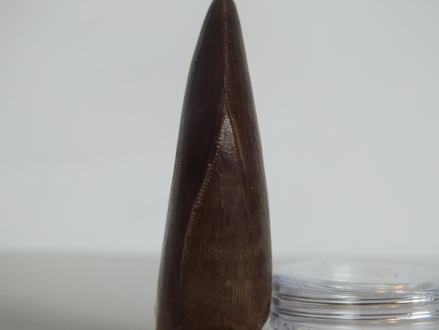 2.01" Rare Y-Serrated Tyrannosaurus Tooth (Judith River)