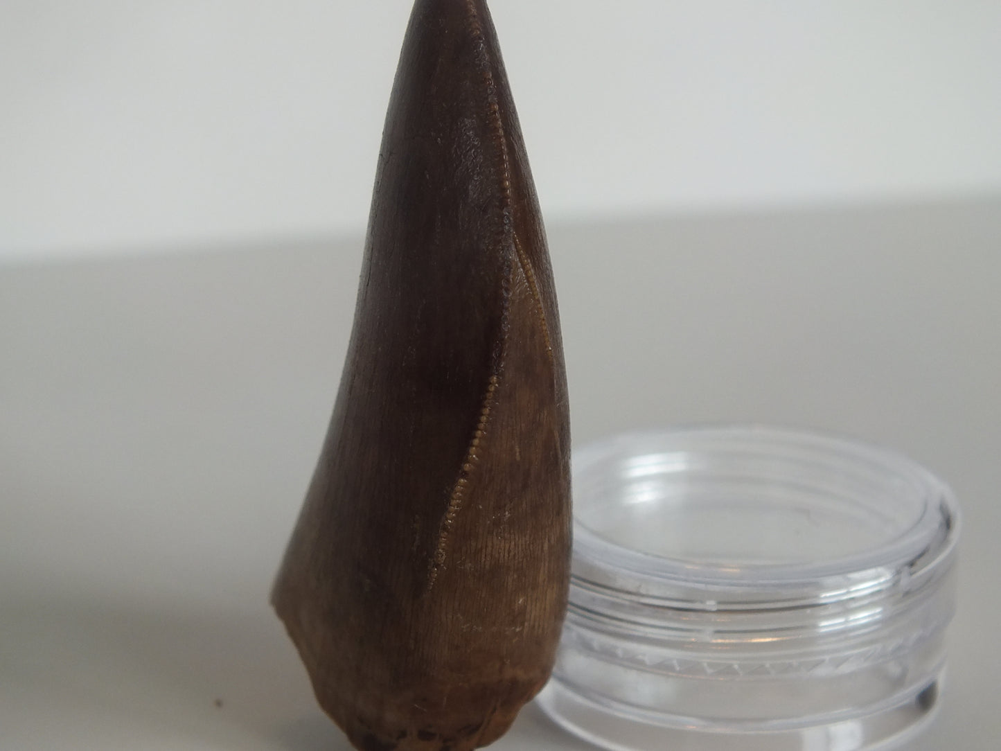 2.01" Rare Y-Serrated Tyrannosaurus Tooth (Judith River)