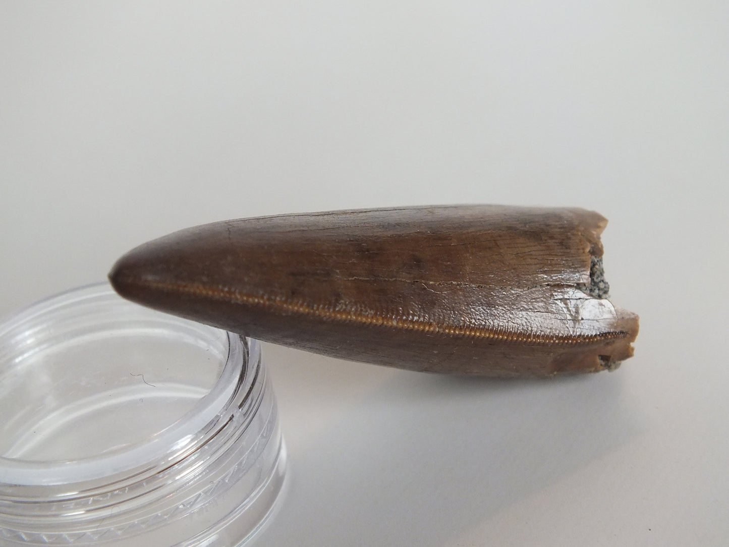 2.01" Rare Y-Serrated Tyrannosaurus Tooth (Judith River)