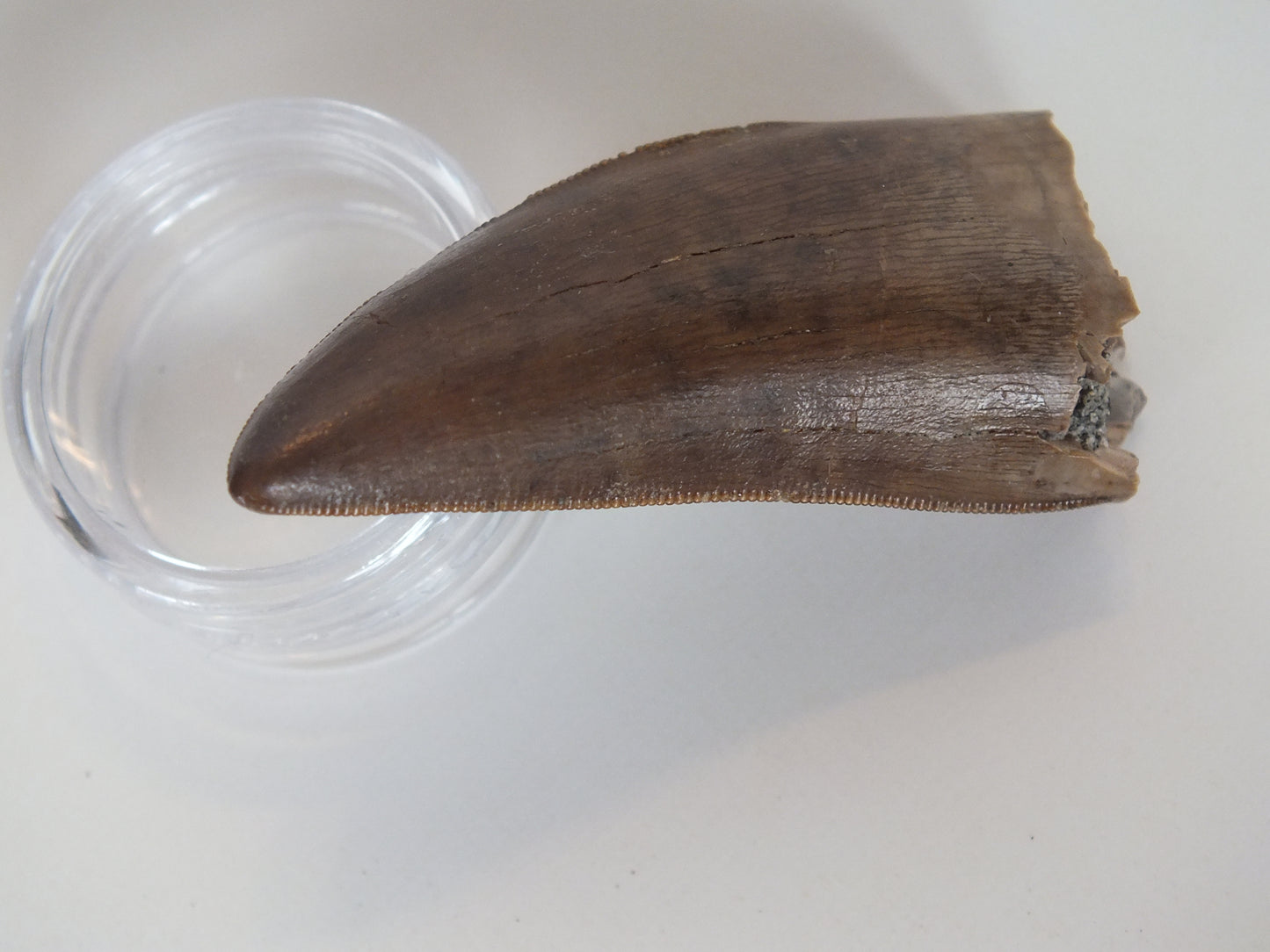 2.01" Rare Y-Serrated Tyrannosaurus Tooth (Judith River)