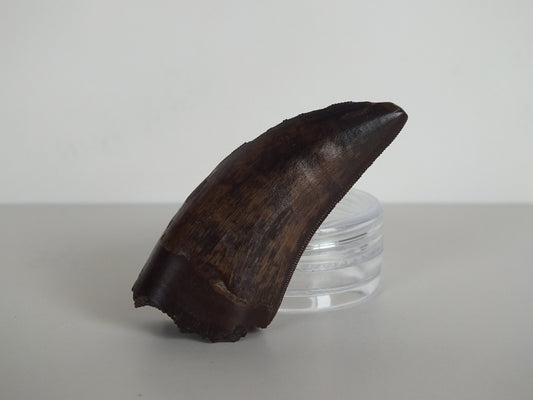 2.01" Tyrannosaurus Tooth (Judith River)