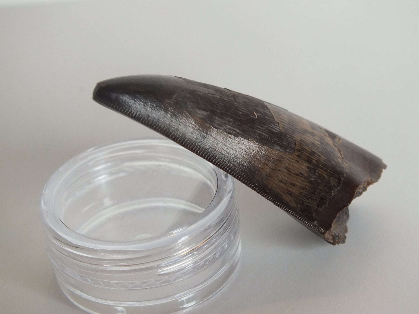 2.01" Tyrannosaurus Tooth (Judith River)