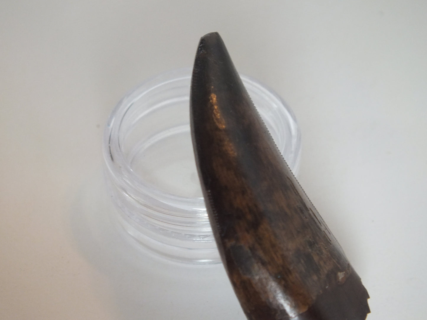 2.01" Tyrannosaurus Tooth (Judith River)