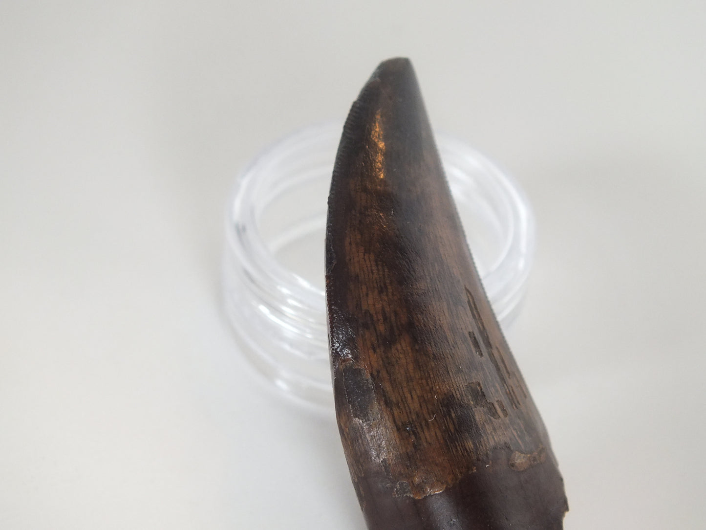 2.01" Tyrannosaurus Tooth (Judith River)
