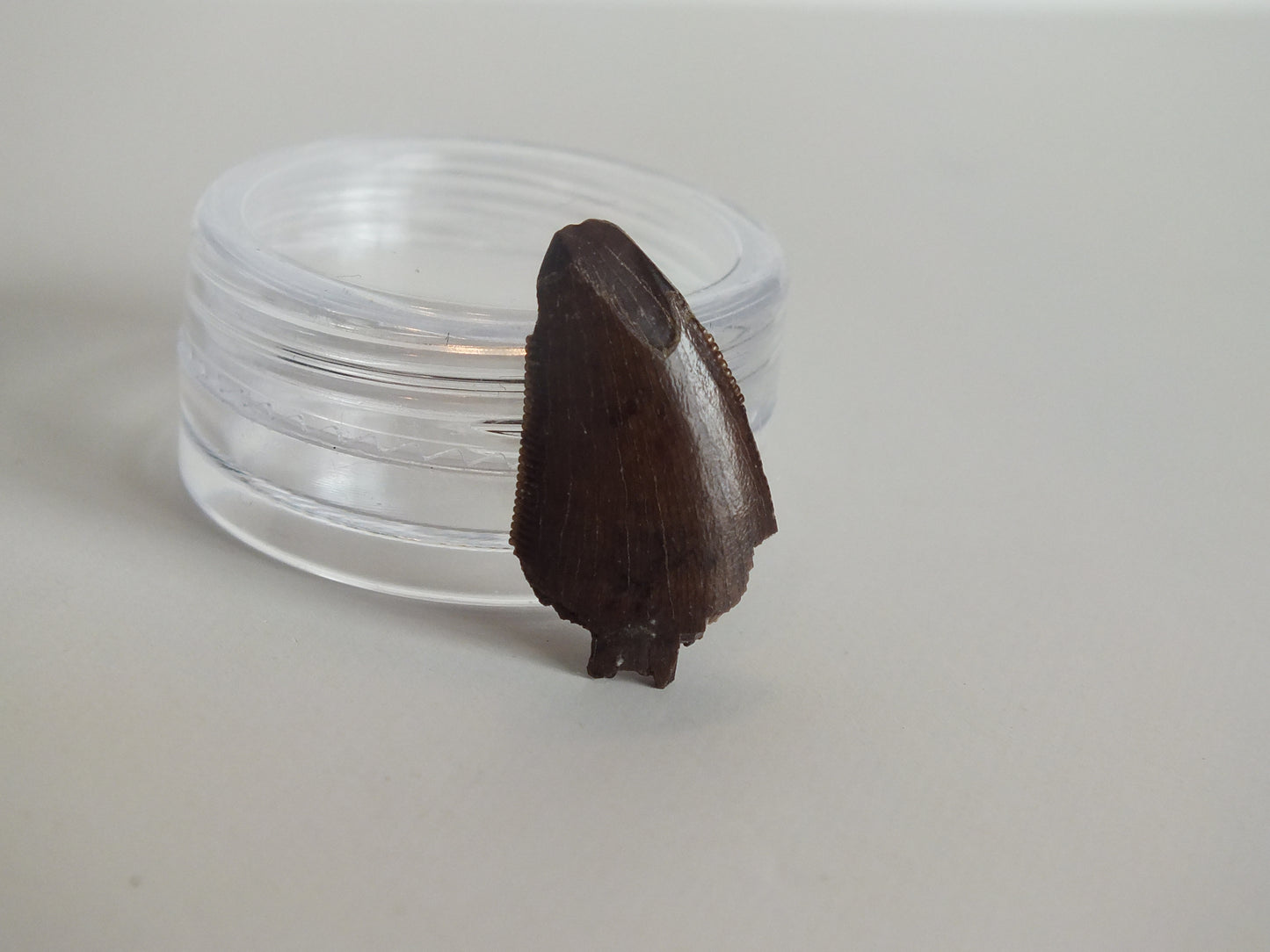 0.78" Tyrannosaurus Tooth (Judith River)