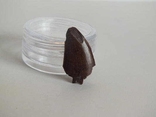 0.78" Tyrannosaurus Tooth (Judith River)