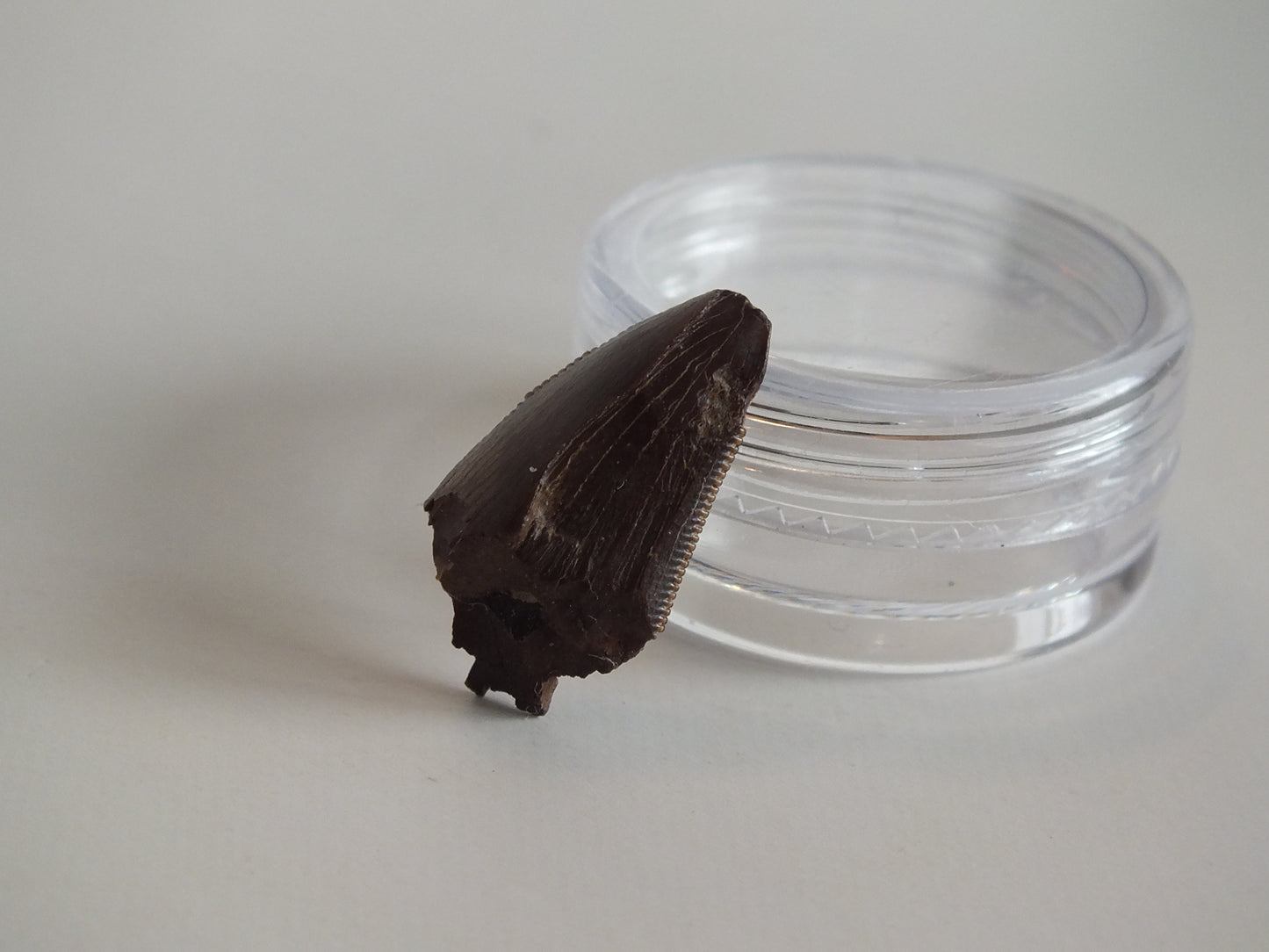 0.78" Tyrannosaurus Tooth (Judith River)