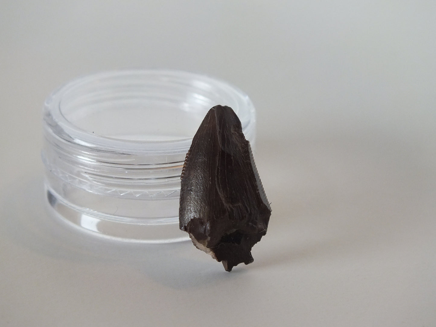0.78" Tyrannosaurus Tooth (Judith River)