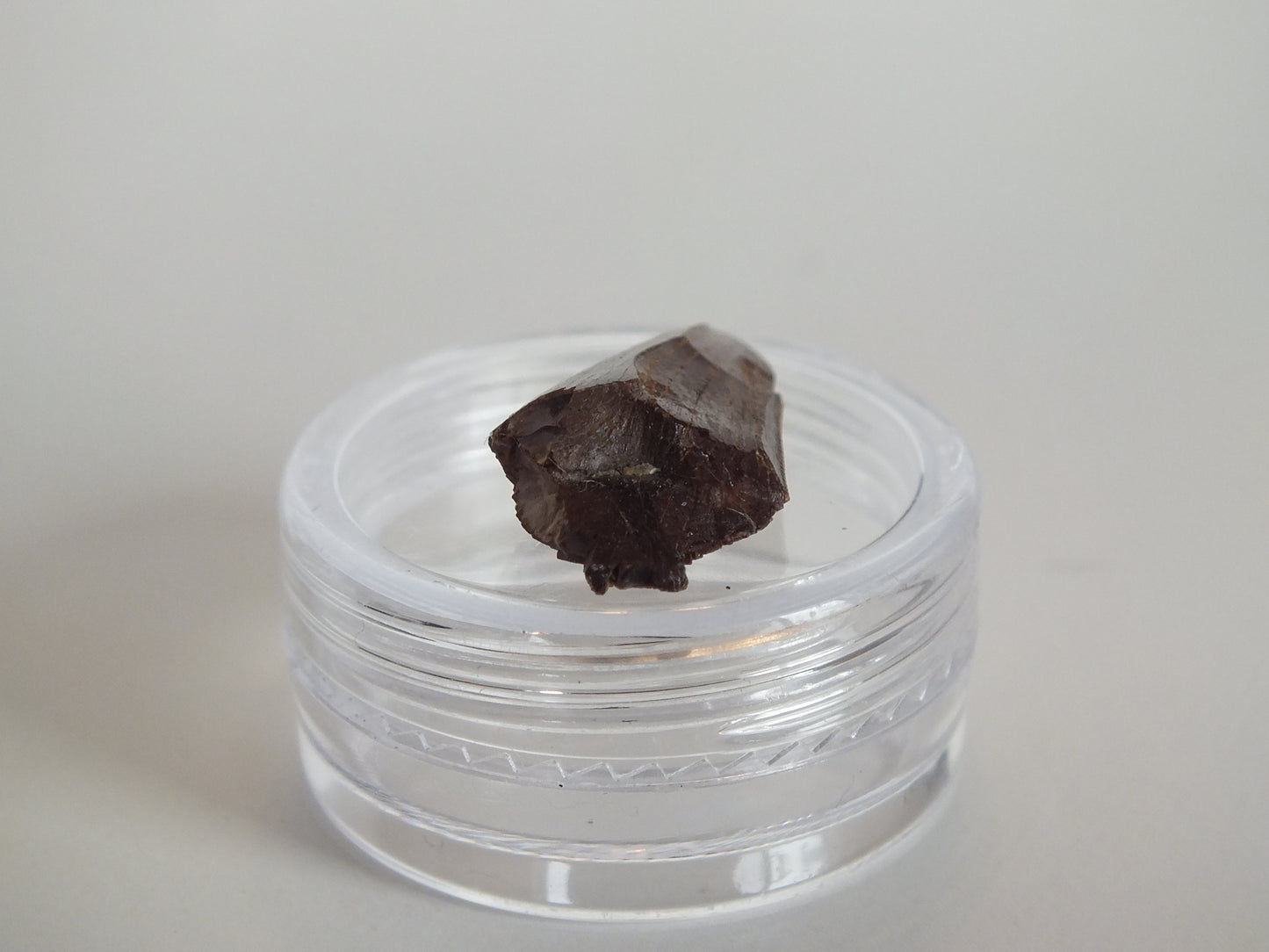 0.78" Tyrannosaurus Tooth (Judith River)