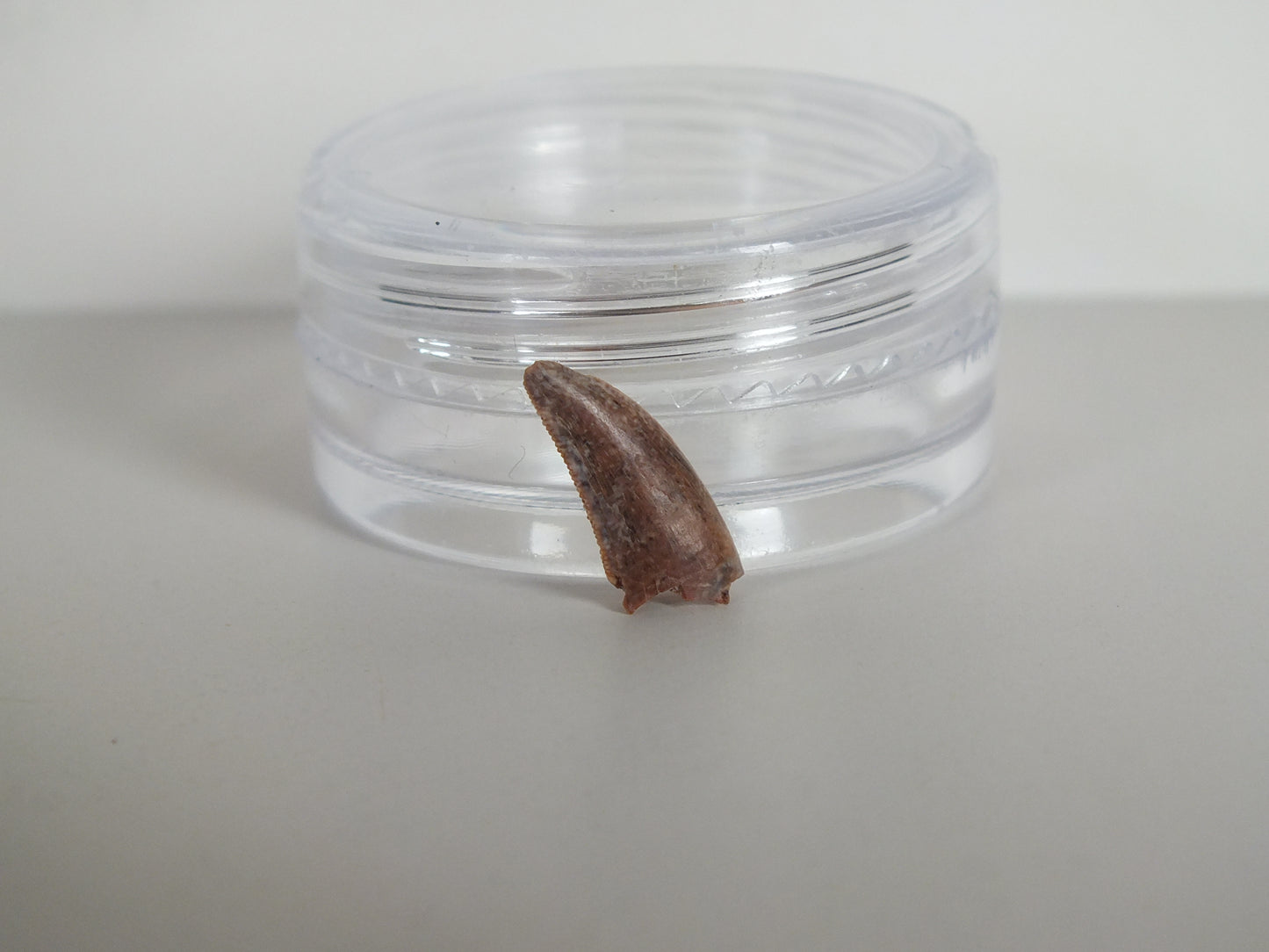 0.48" Dromaeosaurus Raptor Tooth (Judith River)