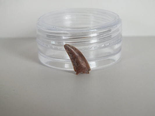 0.48" Dromaeosaurus Raptor Tooth (Judith River)