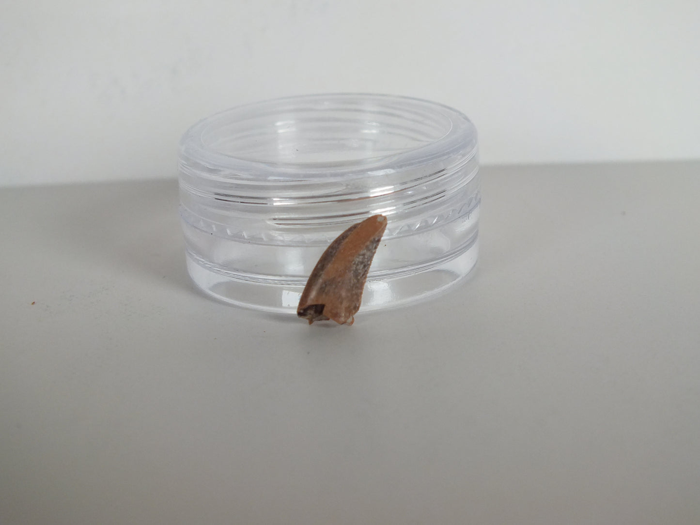 0.48" Dromaeosaurus Raptor Tooth (Judith River)